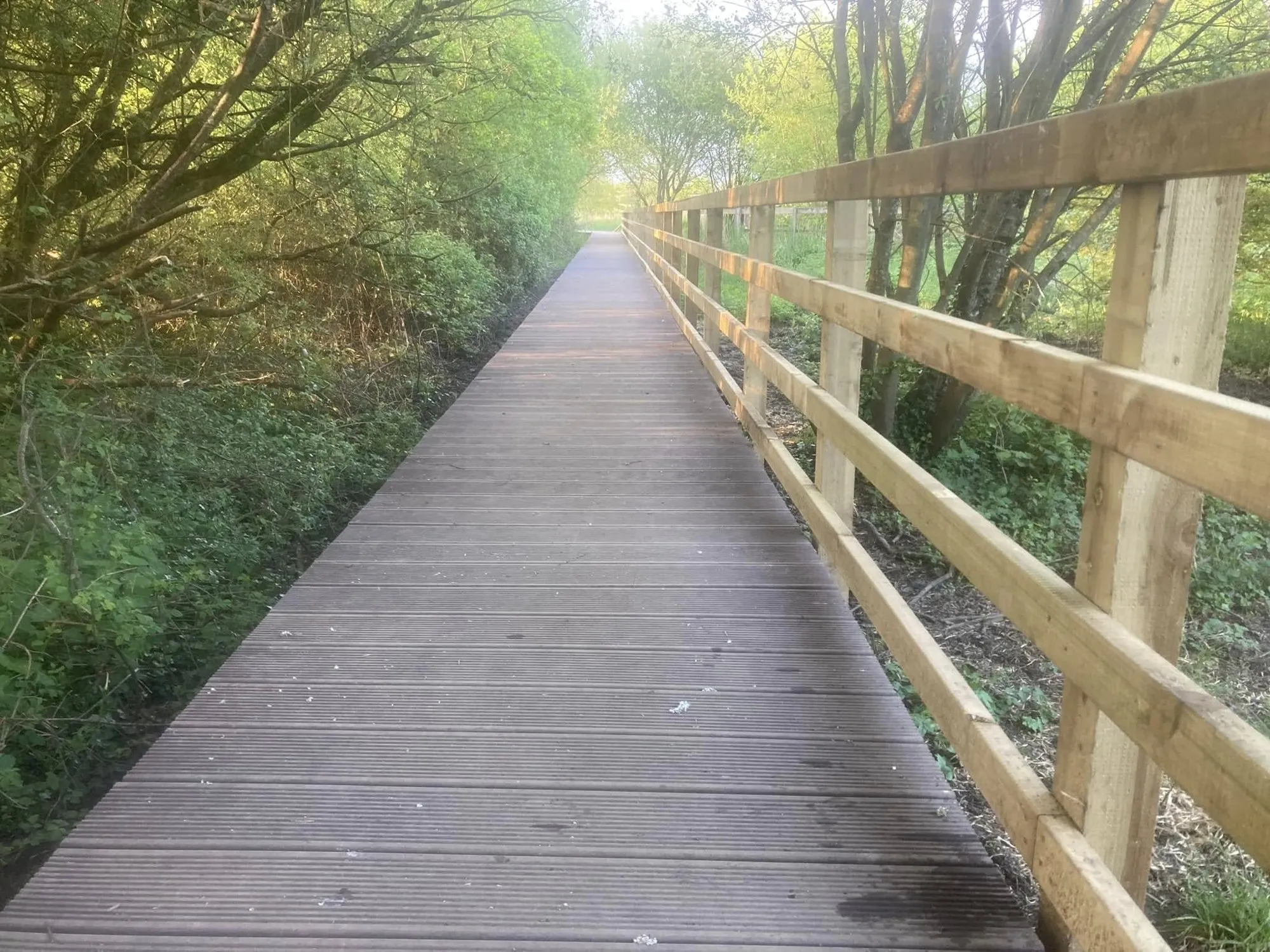 Long boardwalk with a timber handrail running through trees