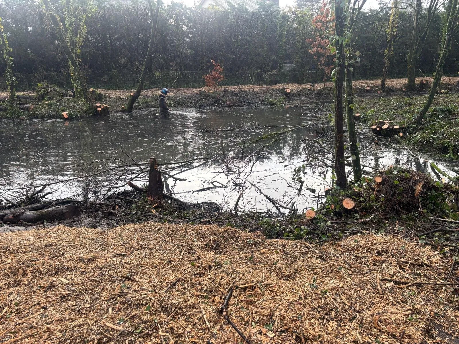 Pond cleared of fallen trees and scrub, with chipped brash in the foreground